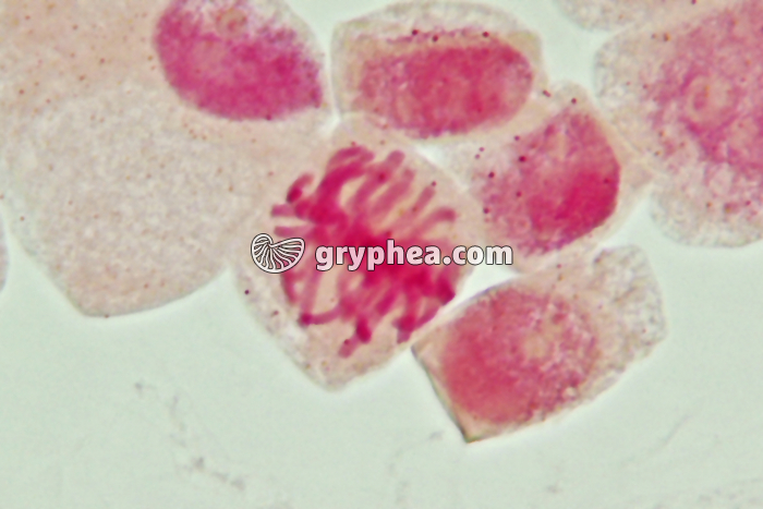 Mitose cellules de racine d'Ail - Métaphase x800 - gryphea.com